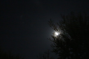 The Moon illuminating the Scheinin backyard.